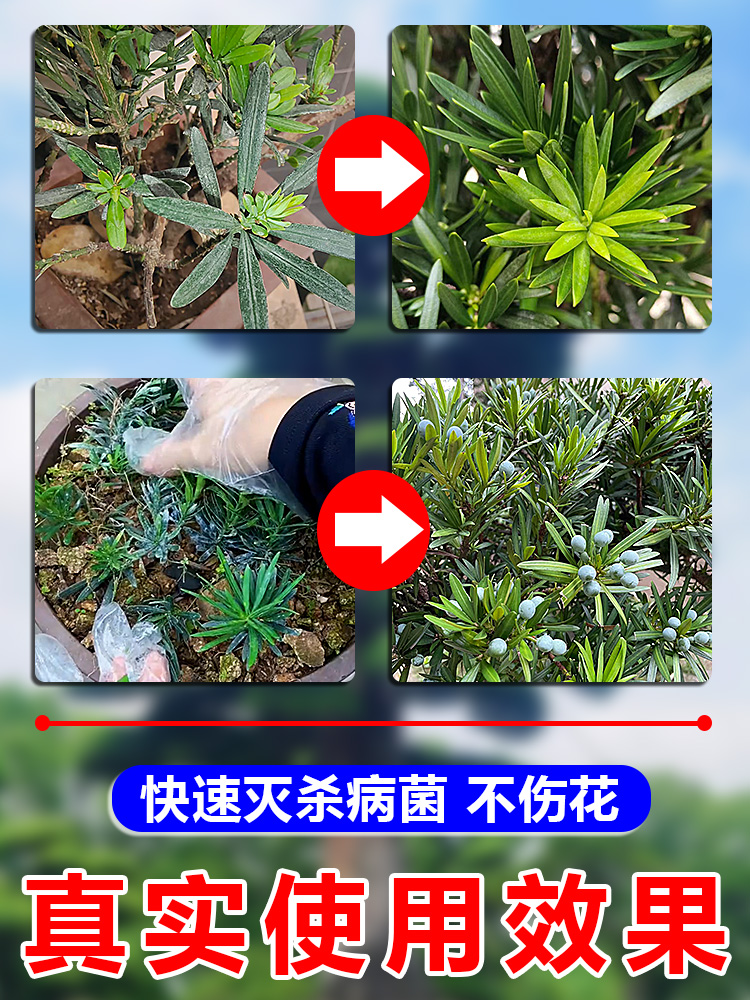 罗汉松白粉病专用药养花杀菌一喷净菌立清杀菌剂花卉植物通用药肥 - 图2