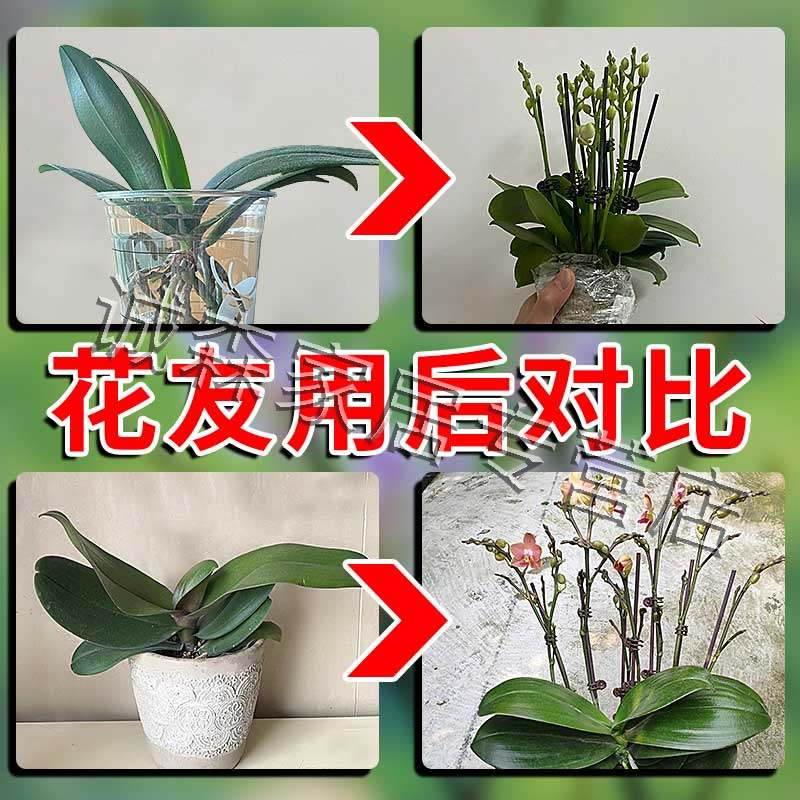 蝴蝶兰促花剑营养液速效开花爆花生根专用多箭素叶面肥植物活力素,淘宝优惠券,粉丝福利购,淘宝优惠卷