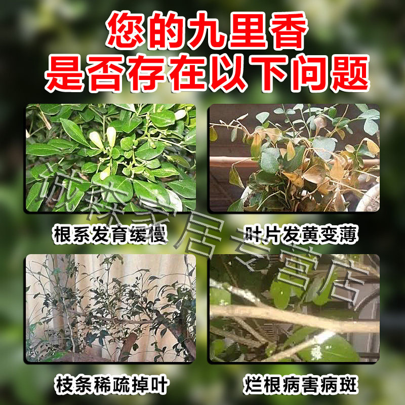 九里香专用肥黄叶白粉虫叶枯病一喷绿叶面杀菌药剂花卉植物营养液,淘宝优惠券,粉丝福利购,淘宝优惠卷