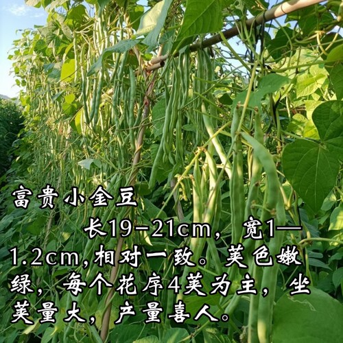 富贵小金豆种子种籽早春耐低温无筋四季豆芸豆架豆王种子绿荚扁圆 - 图0