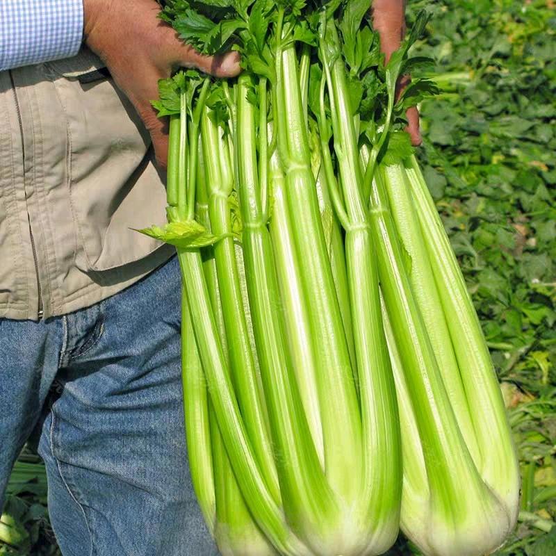 文图拉芹菜种子天津双港四季西芹蔬菜种子优质高产芹菜西芹种籽 - 图2