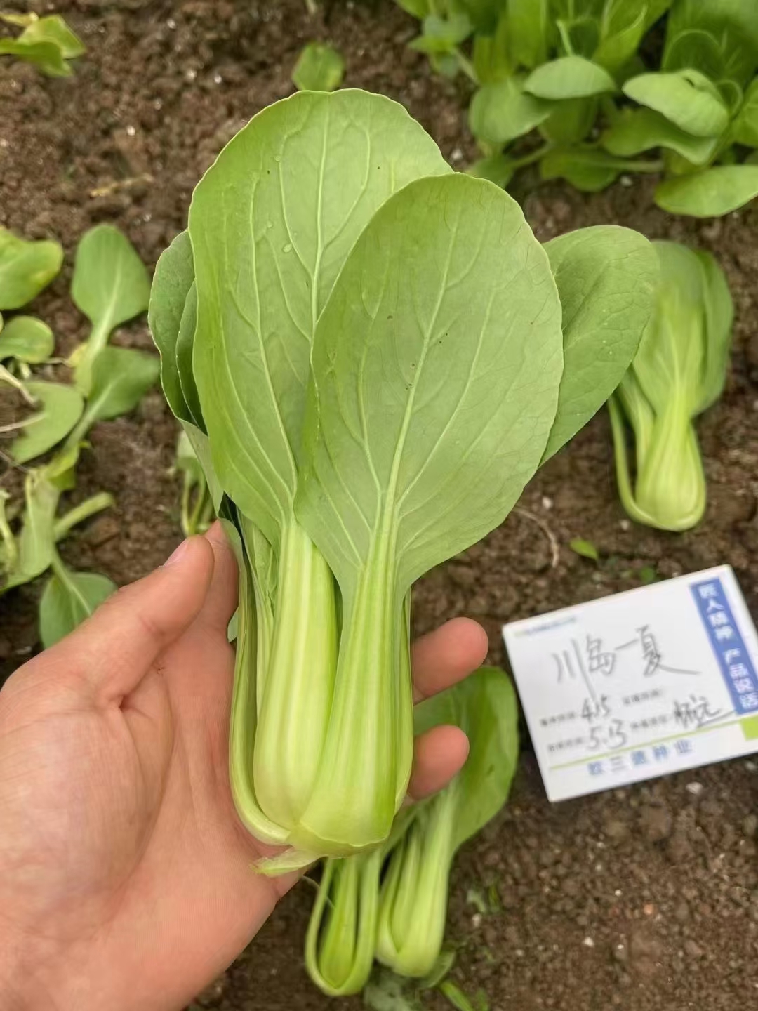 上海青菜种子夏季耐热抗热耐高温青梗菜油菜四季阳台蔬菜种子籽节 - 图2