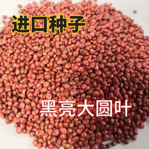 杂交菠菜种子籽 抗病耐寒耐抽越冬黑叶油亮春秋四季蔬菜菠菜种孑 - 图1