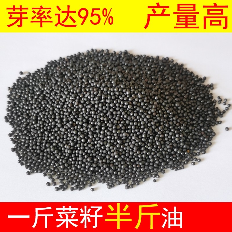陕油15杂交油菜种子种籽油菜花籽种耐寒高产榨油可机收早熟油菜籽 - 图2