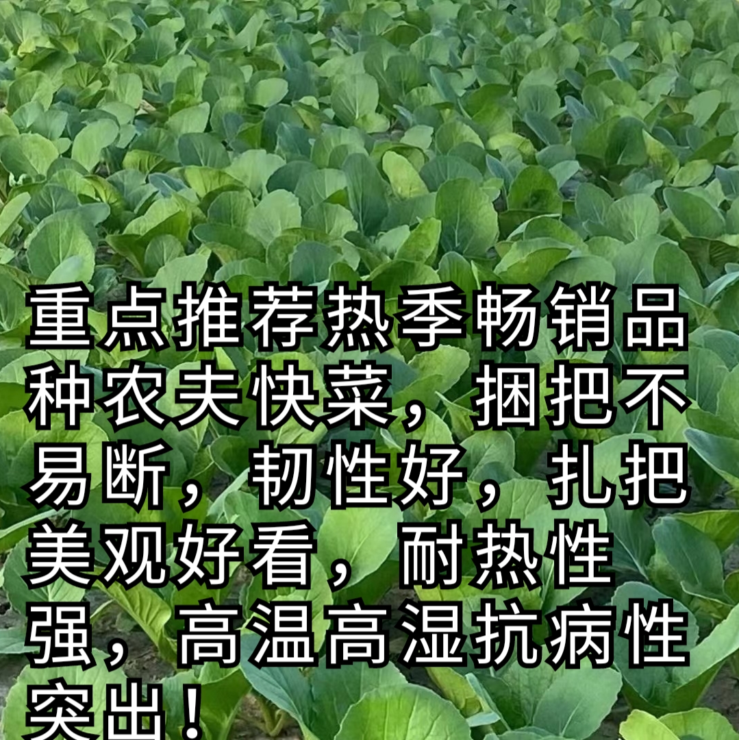 欧兰德农夫四季快菜种子夏播耐热耐湿抗病快菜小白菜蔬菜种子籽-图0