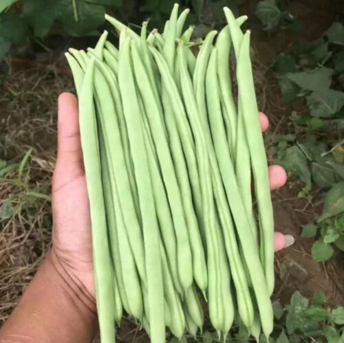 富贵小金豆种子种籽早春耐低温无筋四季豆芸豆架豆王种子绿荚扁圆 - 图2