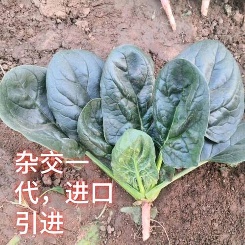 丹麦黑又圆菠菜种子大圆叶耐寒越冬趴地抗病四季菠菜种子籽孑春秋 - 图0