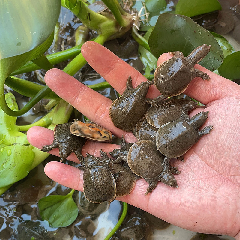 2025年新苗出壳甲鱼苗中华鳖苗团鱼水鱼苗王八苗基地批发冷水甲鱼,淘宝优惠券,粉丝福利购,淘宝优惠卷