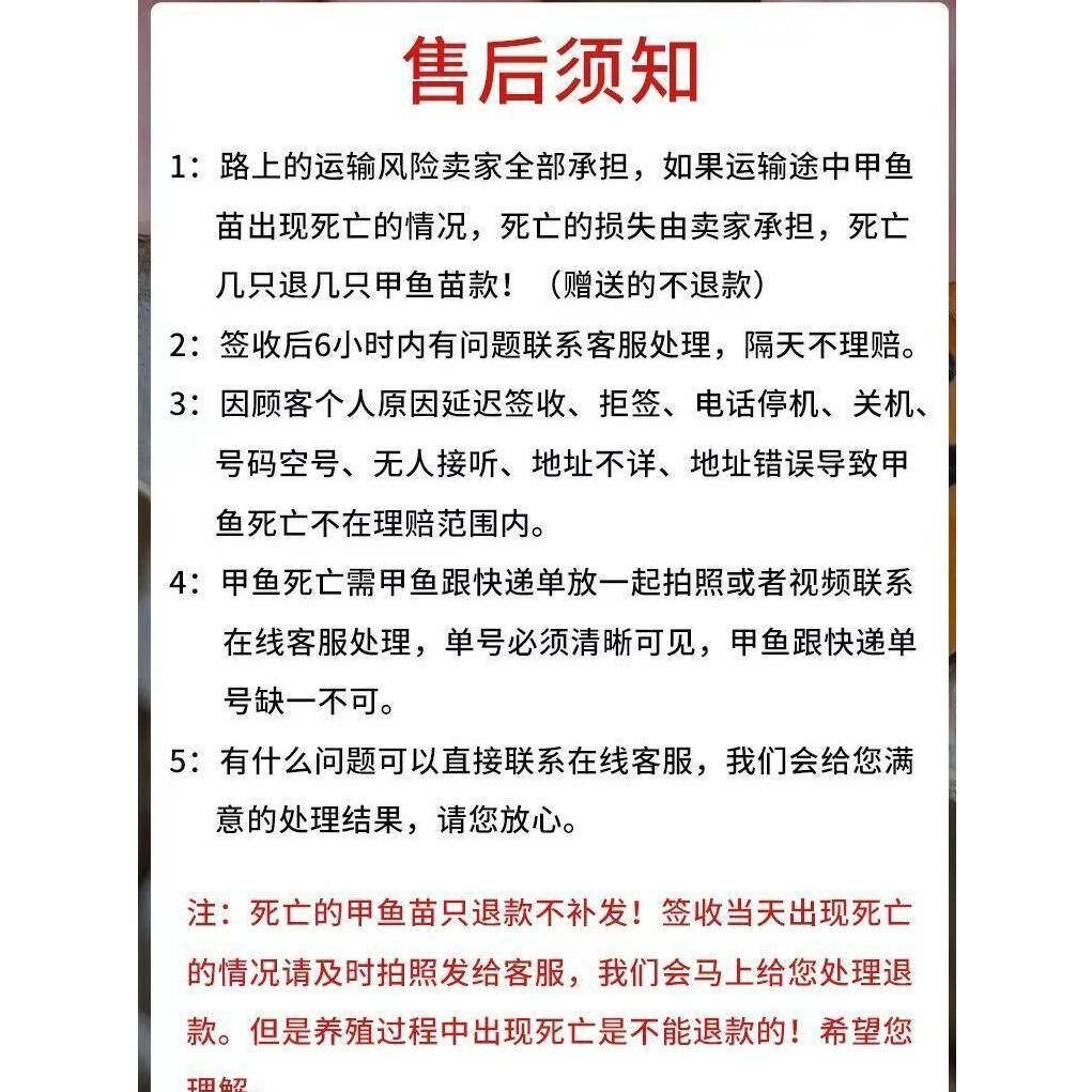 2025年新苗出壳甲鱼苗中华鳖苗团鱼水鱼苗王八苗基地批发冷水甲鱼,淘宝优惠券,粉丝福利购,淘宝优惠卷