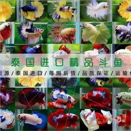 Thai Fighting Fish ve Fish Ornamental Fish Tropical Fish Sma - 图1