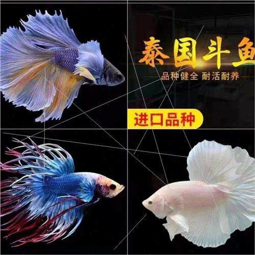 Thai Fighting Fish ve Fish Ornamental Fish Tropical Fish Sma - 图2