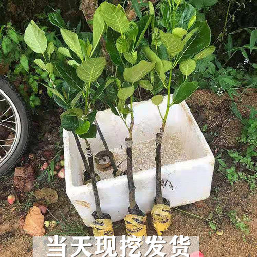 马来西亚菠萝蜜树苗嫁接果苗南北方种植盆栽干包四季红肉菠萝蜜苗-图0