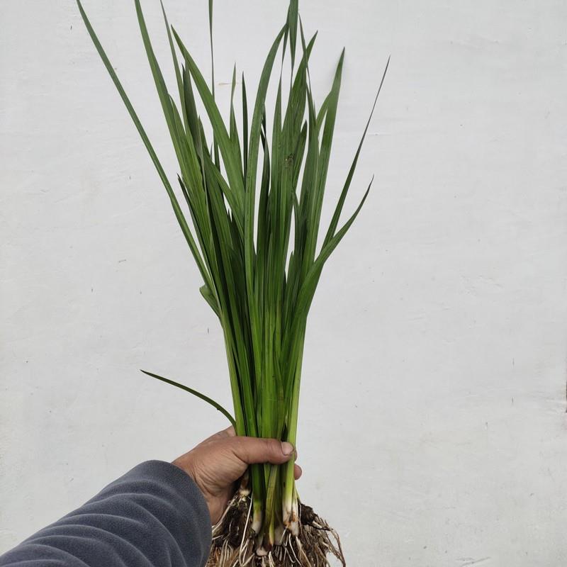 水菖蒲植物盆栽花卉水培养龟鱼虾龟水草浮萍净化水质微景观沼泽 - 图0