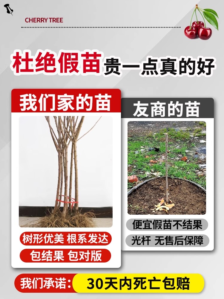 车桃子树苗樱桃树厘苖南方大北方种植盆栽庭院果树矮化樱树樱桃苗 - 图2