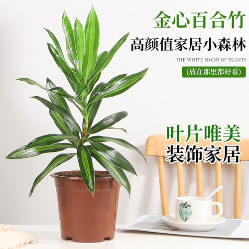 金心百合竹苗盆栽室内花卉阳台绿植水培植物好养带根客厅耐寒耐晒 - 图1
