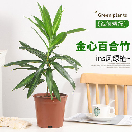 金心百合竹苗盆栽室内花卉阳台绿植水培植物好养带根客厅耐寒耐晒 - 图2