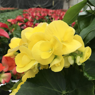 重瓣丽格海棠玫瑰海棠花盆栽带花发货客厅卧室阳台花卉盆栽多季开 虎窝淘