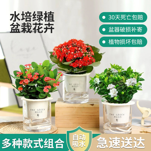 水培绿植盆栽花卉植物办公室内好养多肉仙人掌客厅水养栀子发财树 - 图0