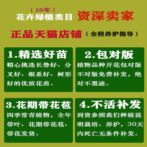 浓香庭院开花树苗易养七里香四季盆栽室内老桩九里香花苗植物阳台 - 图2