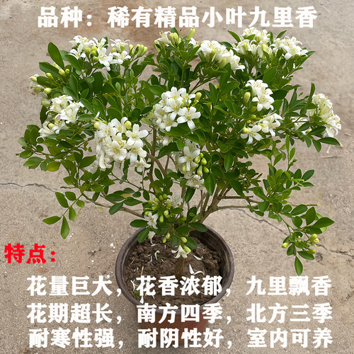 浓香庭院开花树苗易养七里香四季盆栽室内老桩九里香花苗植物阳台 - 图0