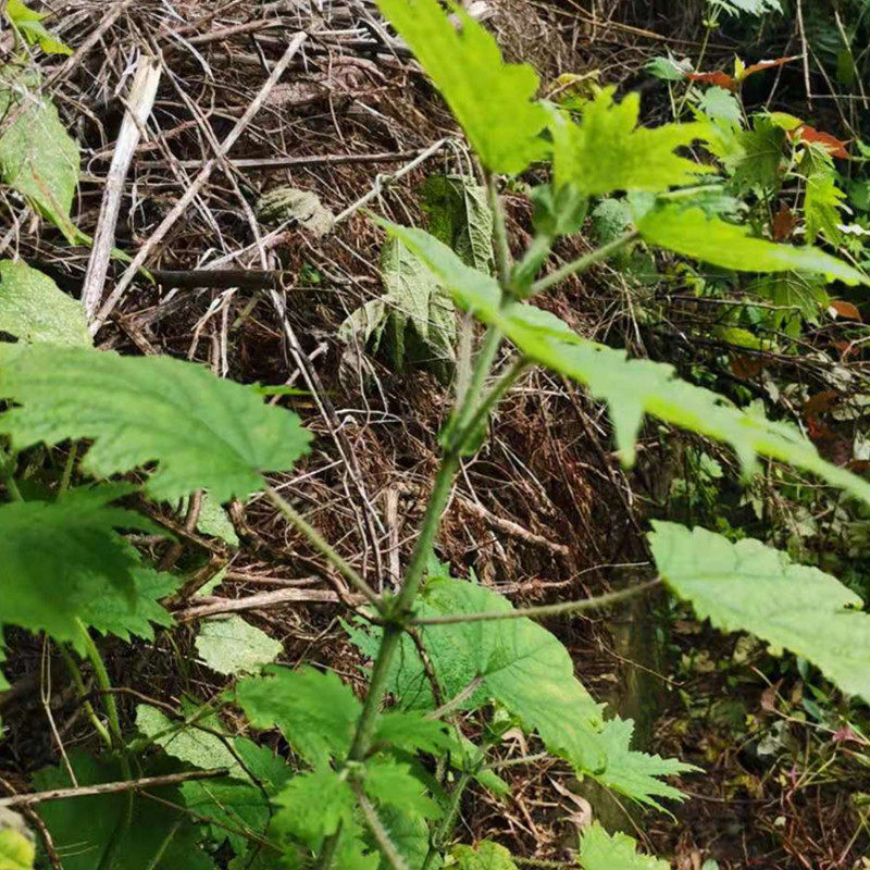四川新鲜荨麻草蜇人草咬人草白活麻白藿麻叶绿杆荨麻青火麻蝎子草_虎窝淘