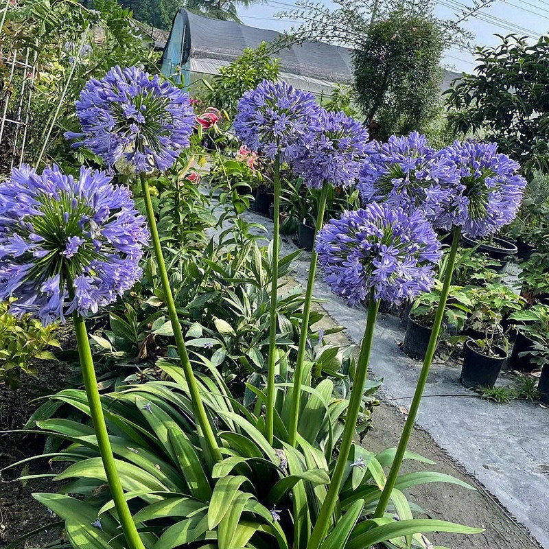 百子莲根茎宿根花卉植物四季种植开花耐寒庭院阳台多年生种球观赏-图2