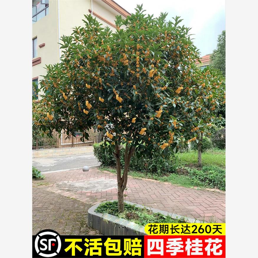 桂花树苗四季桂大型花卉八月庭院原生高杆金丹天香台阁沉香地盆栽 - 图0