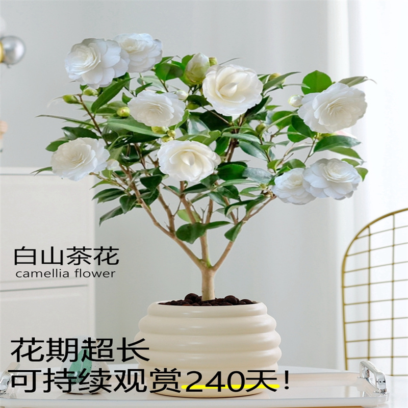 茶花树苗盆栽白山茶花香妃四季绿植花卉植物室内花耐寒阳台好养-图1