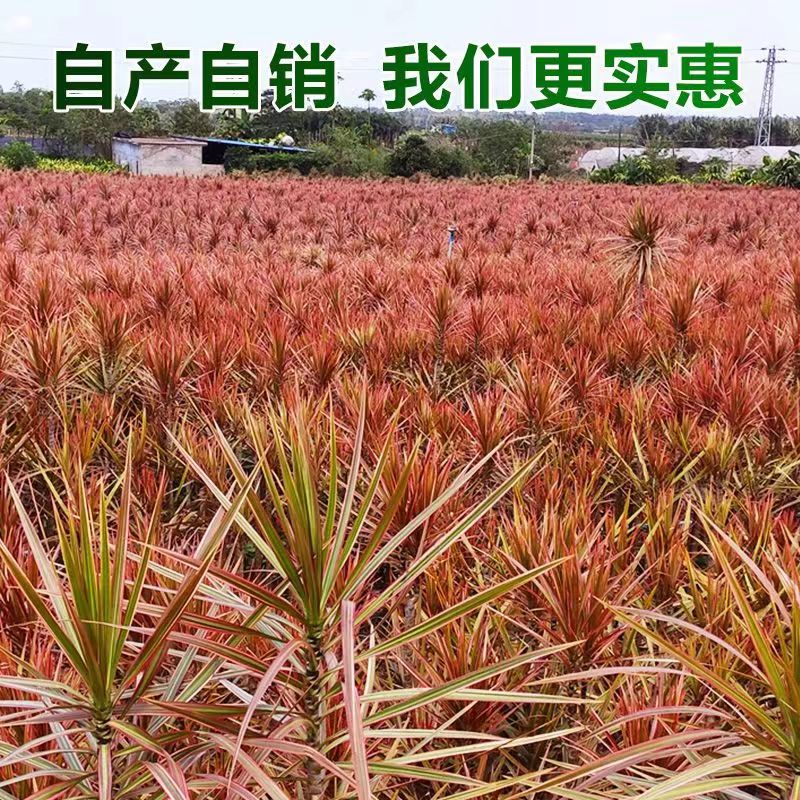 七彩铁 千年木绿植 盆栽水培植物室内马尾铁庭院耐旱盆景花卉多肉