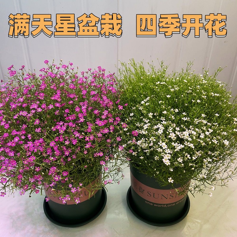 满天星盆栽花带花苞室内观花植物阳台花卉绿植花苗四季开花好养活-图0