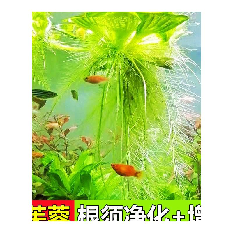 水芙蓉浮萍水草鱼缸造景一叶莲净化水质养龟养鱼水池水生植物K619