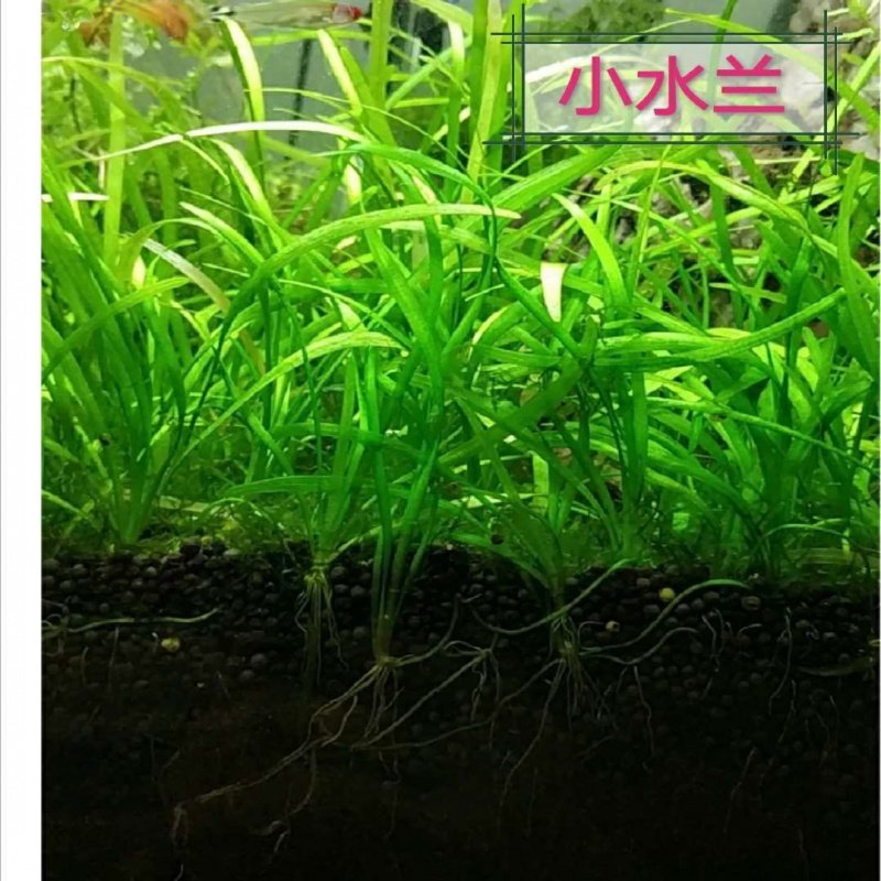 北美水兰水草,水兰水草,大水兰水草(第15页)_大山谷图库