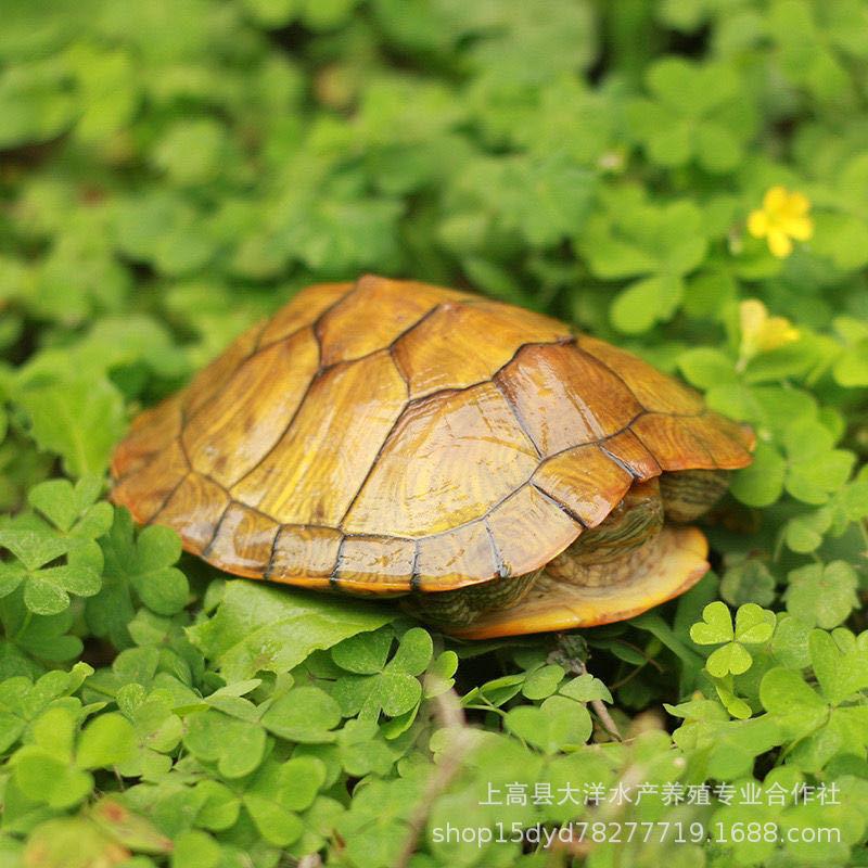 陆地巨型吃菜龟活体特大草龟苗子可爱宠物大型乌龟素食繁殖下蛋龟-图1