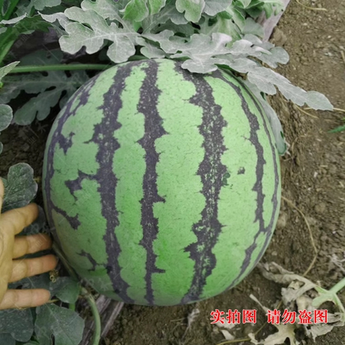 冰糖麒麟王西瓜苗秧王子种子8424早佳美都早熟红心皮薄甜爽脆四季 - 图1