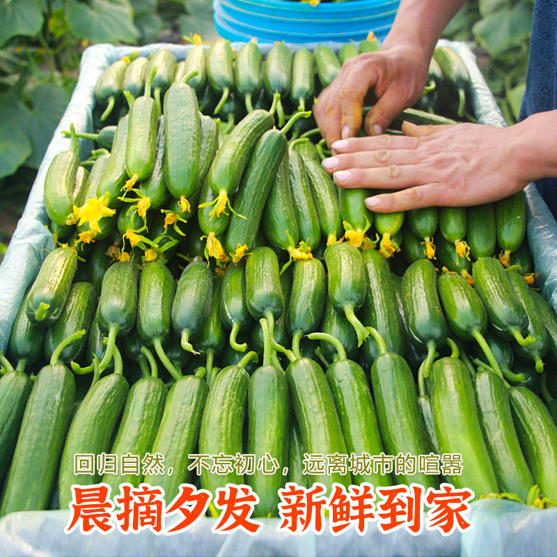 现摘水果小黄瓜新鲜黄瓜甜脆小青瓜荷兰蔬菜农家自种生吃5斤包邮 - 图2