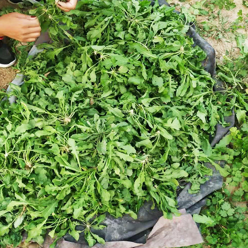 新鲜荠菜1-4斤现挖野生荠荠菜野菜白花荠菜饺子馅应当季地丁菜