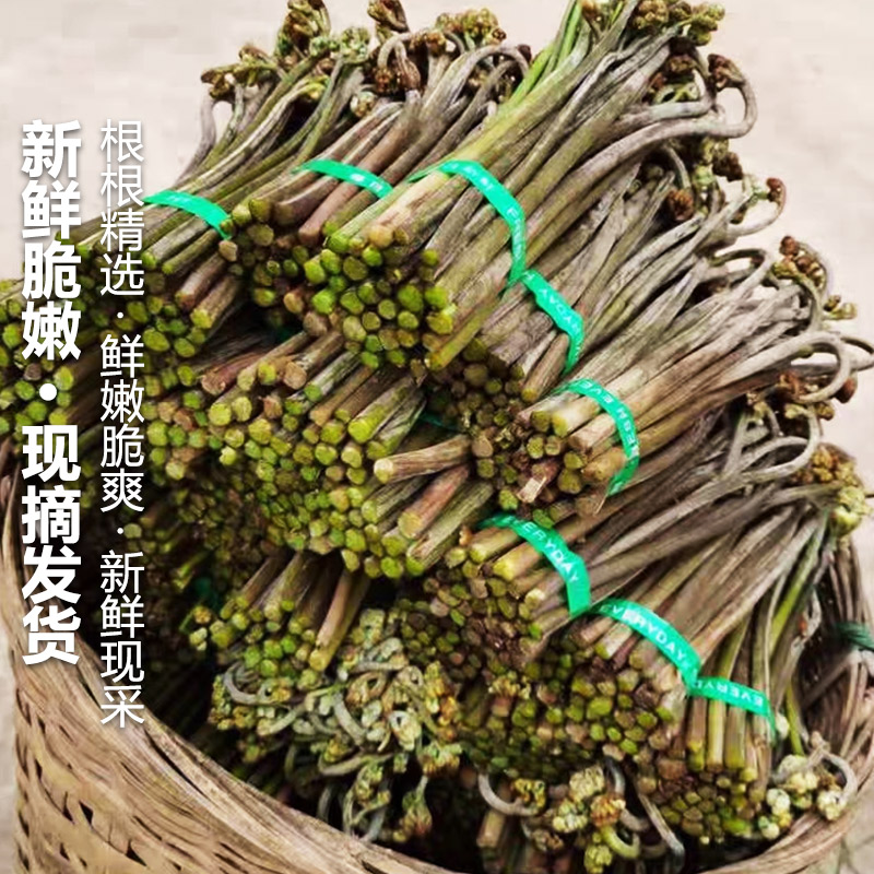 现货野生蕨菜新鲜蔬菜现摘5斤下饭菜当季天然野地菜山撅菜青厥菜 - 图0