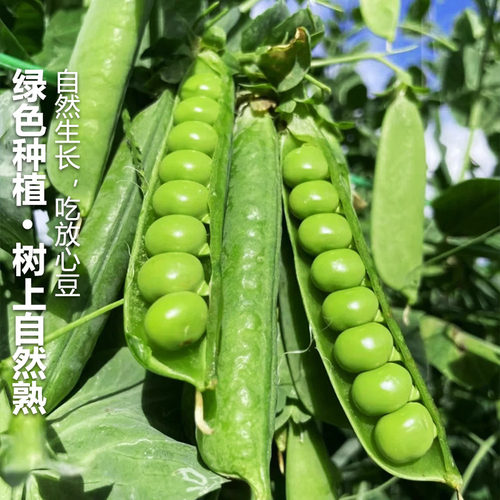 现摘新鲜豌豆云南带壳青豆角粒云南应当季农家蔬菜甜豆荚整箱包邮 - 图2