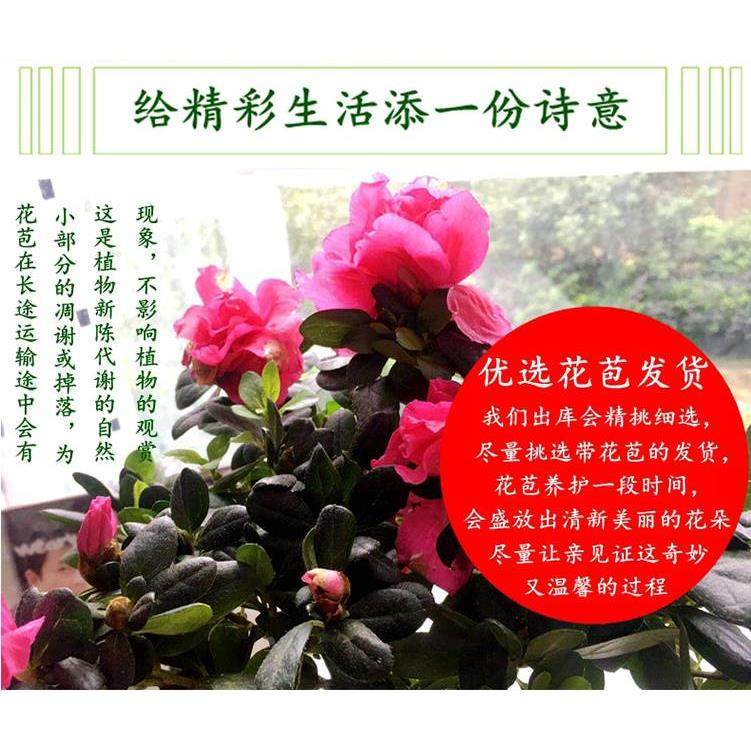 映山红杜鹃花四季好养活盆栽室内庭院植物杜娟花树状盆带花苞发货,淘宝优惠券,粉丝福利购,淘宝优惠卷