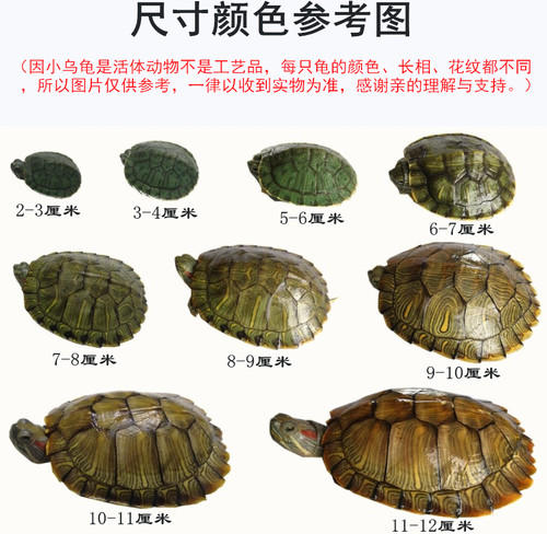 网红可下蛋宠物小乌龟活物家养淡水巴西长寿黄金招财体情侣适合爆 - 图2