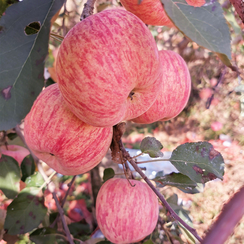 不打蜡烟台红富士栖霞新鲜孕妇吃的 畔旺苹果