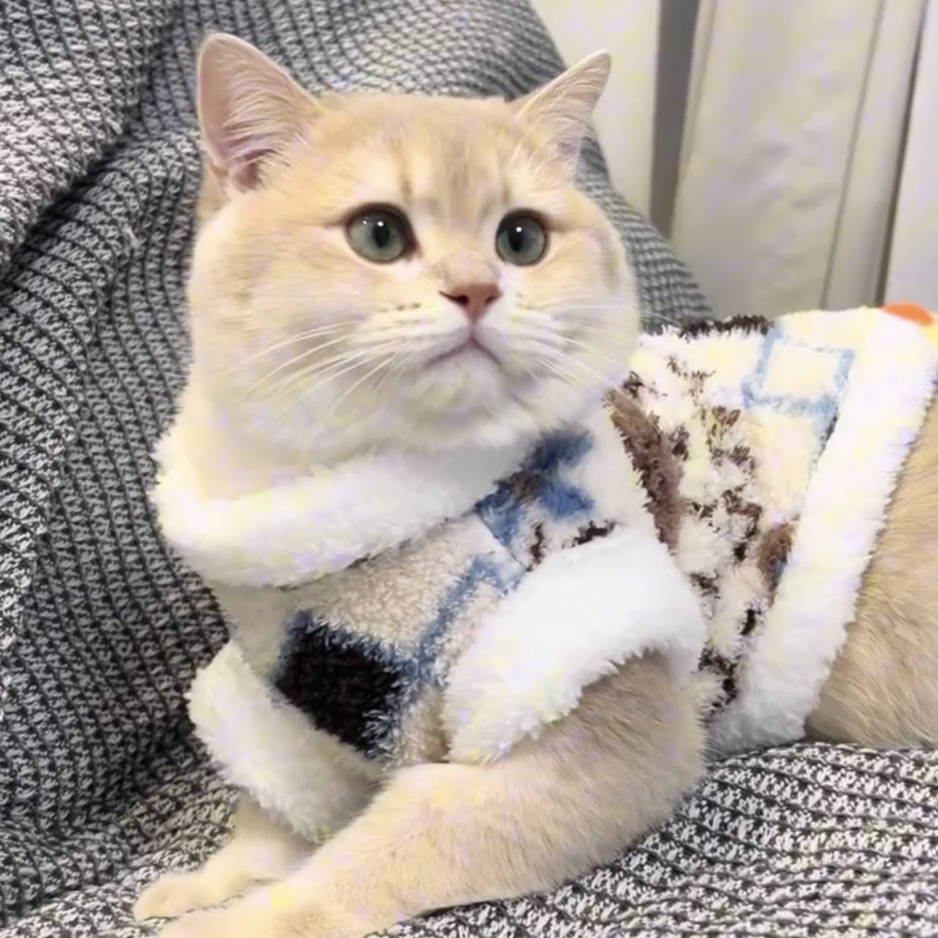 猫咪衣服秋冬装防掉毛加绒保暖冬天绒衣金渐层布偶猫英短蓝猫服饰,淘宝优惠券,粉丝福利购,淘宝优惠卷