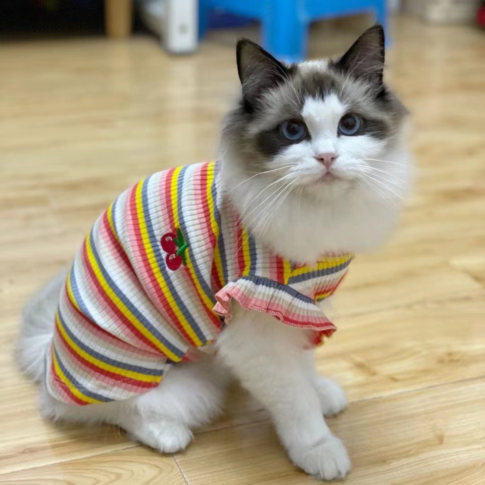 宠物猫咪衣服夏天ins防掉毛无袖猫猫背心夏季薄款布偶猫蓝猫英短 - 图2