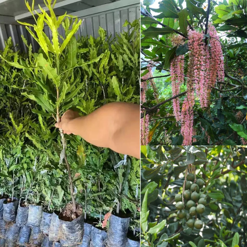 夏威夷果树果苗澳洲坚果苗嫁接澳洲坚果树苗桂热一号热带果苗带土 - 图1