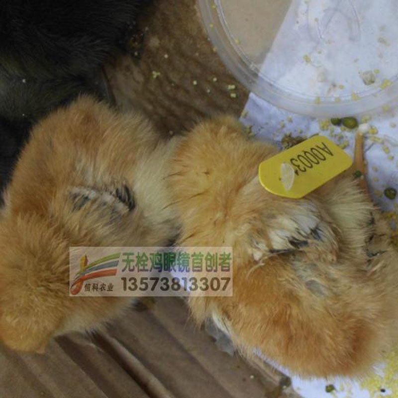 Xinke Agriculture Poultry Laser Coding