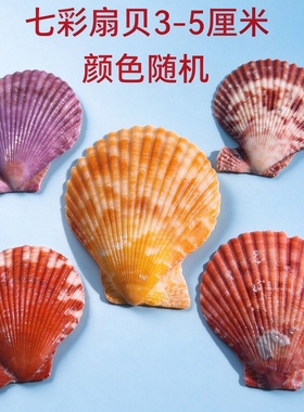 天然大白扇贝贝壳DIY涂鸦墙贴