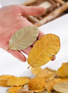天然干树叶干花叶子书签DIY拍摄