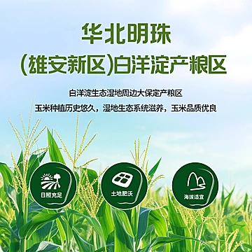 【12段】世际德力白糯玉米段[15元优惠券]-寻折猪