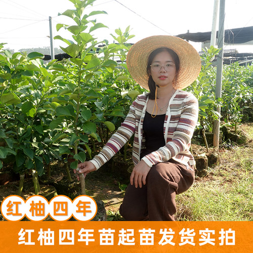 泰国暹罗香水红柚三红柚嫁接苗柚子树新品种红心纯甜水果树当年结 - 图2