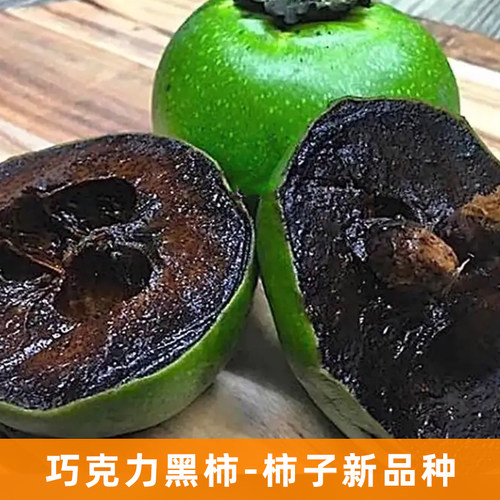 太秋甜脆柿子树苗地栽南北方种植水果耐寒庭院盆栽阳台柿饼树 - 图1